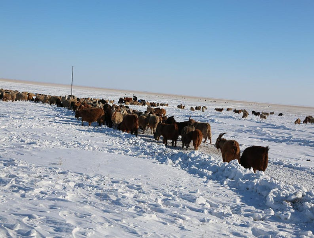 9 аймагт цас орж, цасан шуурга шуурч байна
